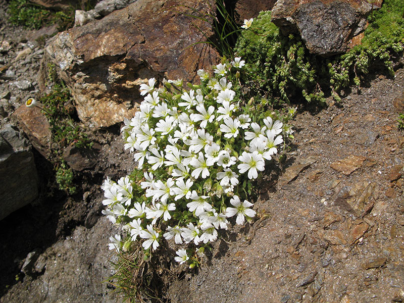 hochschober